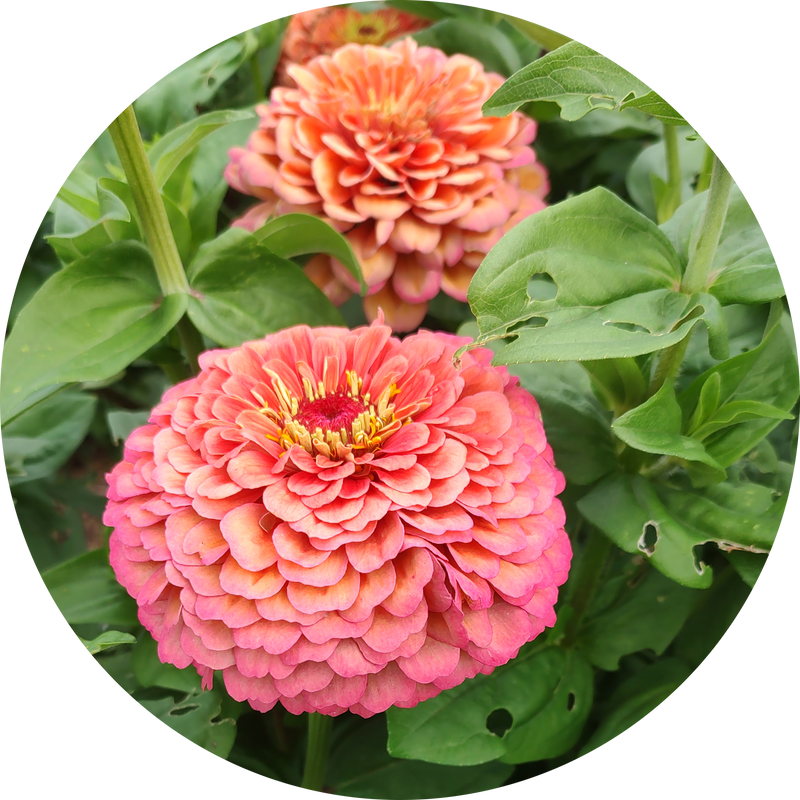 Zaden Zinnia 'Benary giant salmon rose'