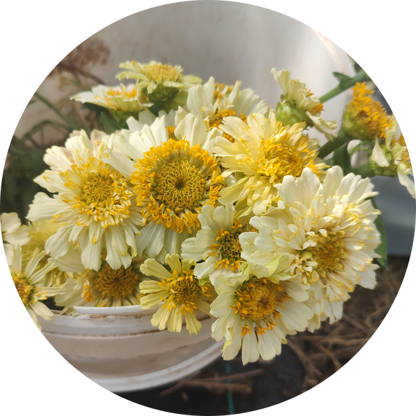 Zinnia zaden kopen 'Cresto cream'