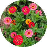 Zaden Zinnia elegans 'Dahliaflowered mix'