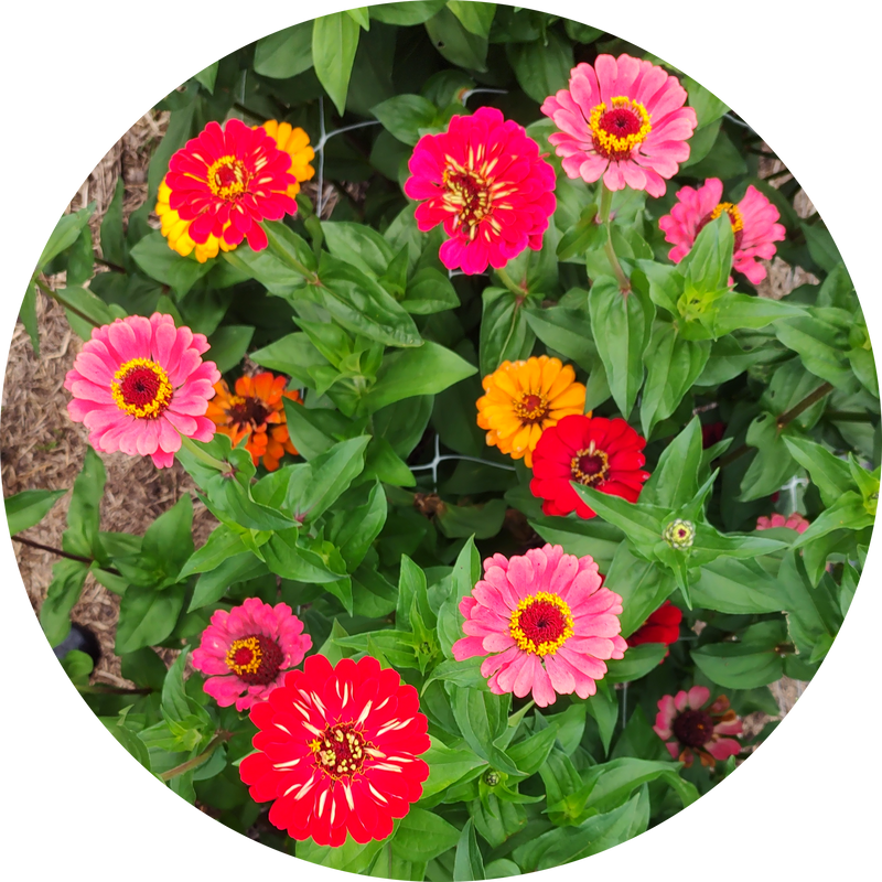 Zaden Zinnia elegans 'Dahliaflowered mix'