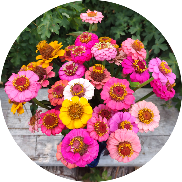 Zinnia zaden kopen 'Lilliput'