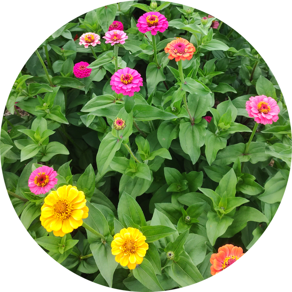 Zinnia zaden kopen 'Lilliput'
