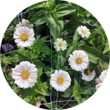 Zaden zinnia elegans 'Polar bear'