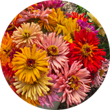 Zinnia 'Tidepool mix'