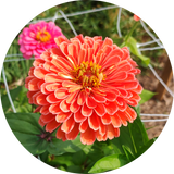 Zaden Zinnia elegans 'Super yoga salmon'