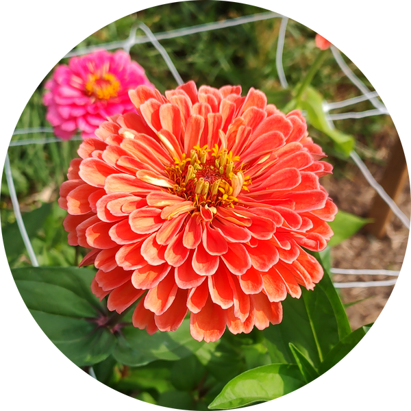 Zaden Zinnia elegans 'Super yoga salmon'