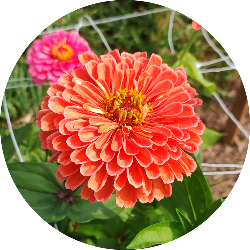 Zaden Zinnia elegans 'Super yoga salmon'