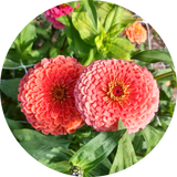 Zaden Zinnia elegans 'Super yoga Salmon'