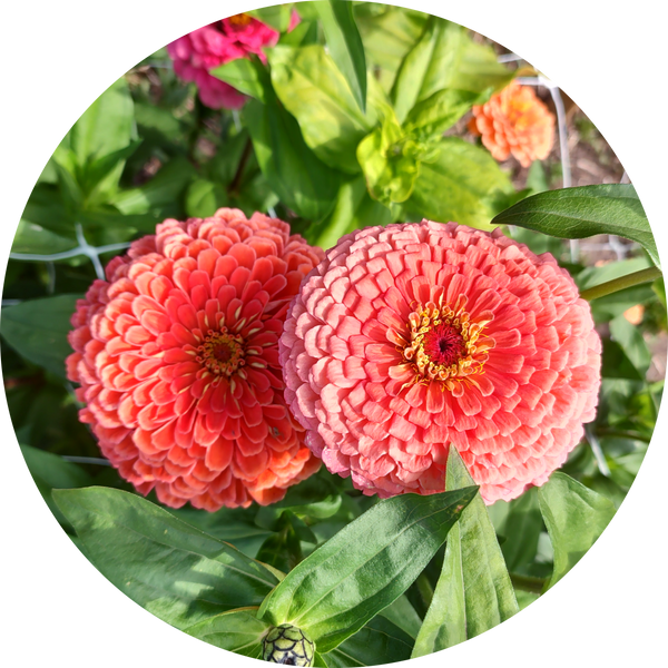 Zaden Zinnia elegans 'Super yoga Salmon'