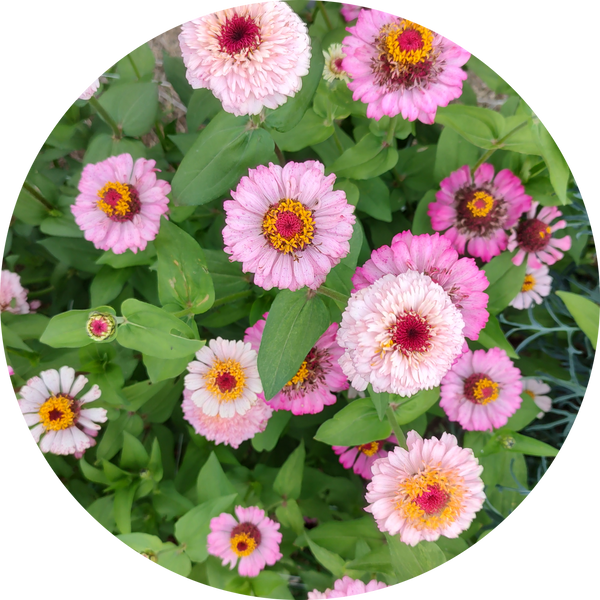 Zaden zinnia 'Zinnia zinderella lilac'