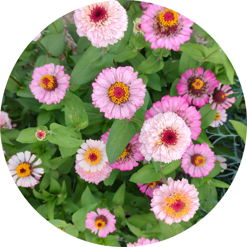 Zaden zinnia 'Zinnia zinderella lilac'