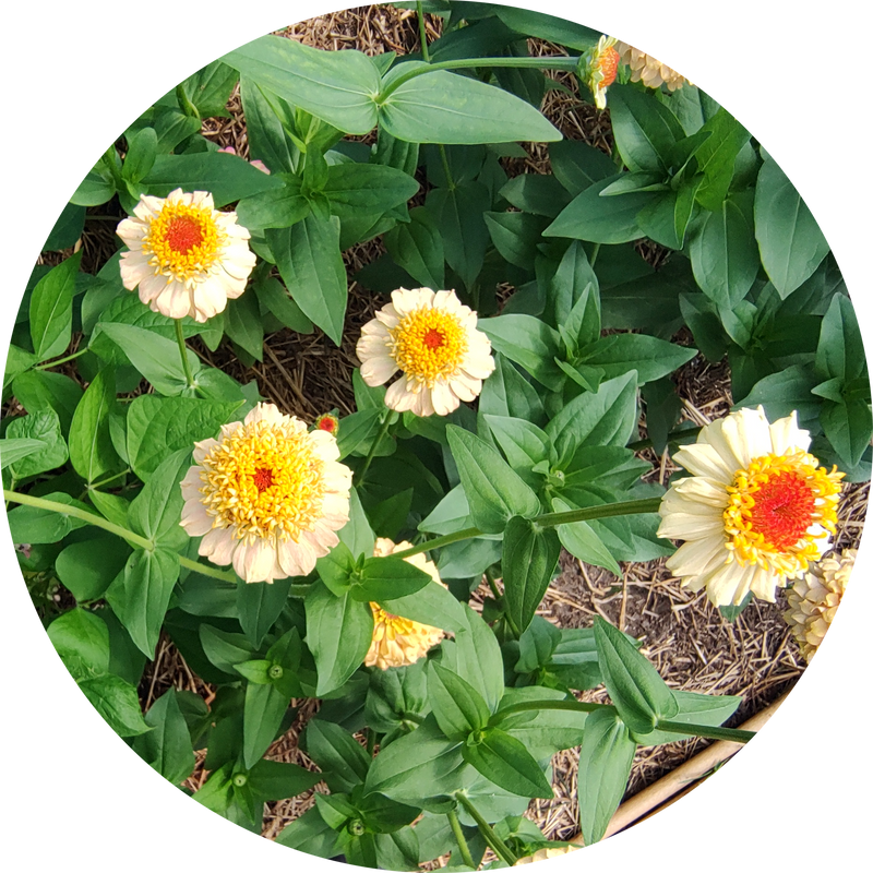 Zaden zinnia elegans 'Zinderella peach'