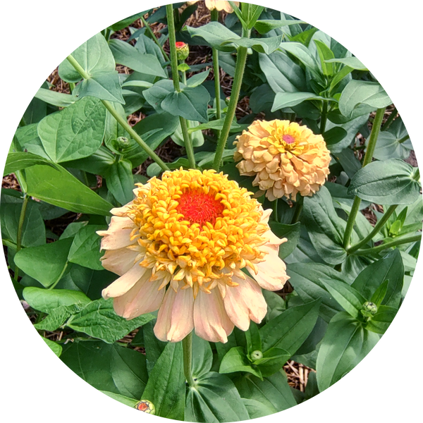 Zinderella peach