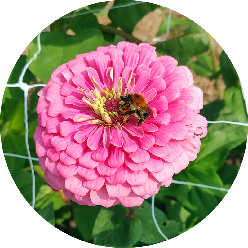 Zaden zinnia elegans 'Super yoga rose'