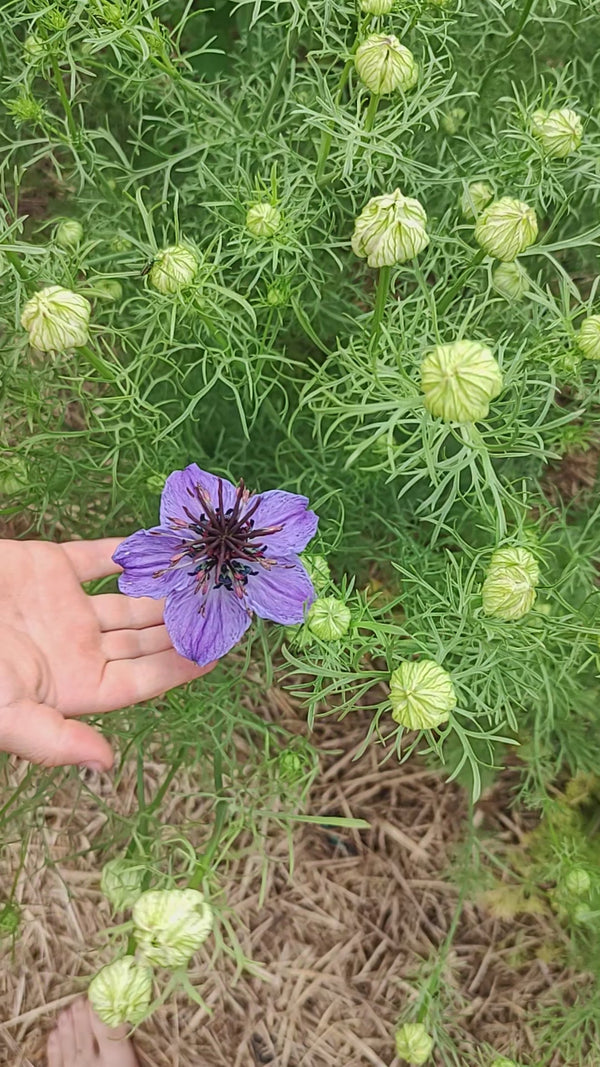 Nigella hispanica 'Blue stars'