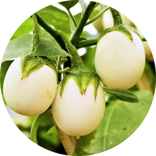 Zaden aubergine white egg
