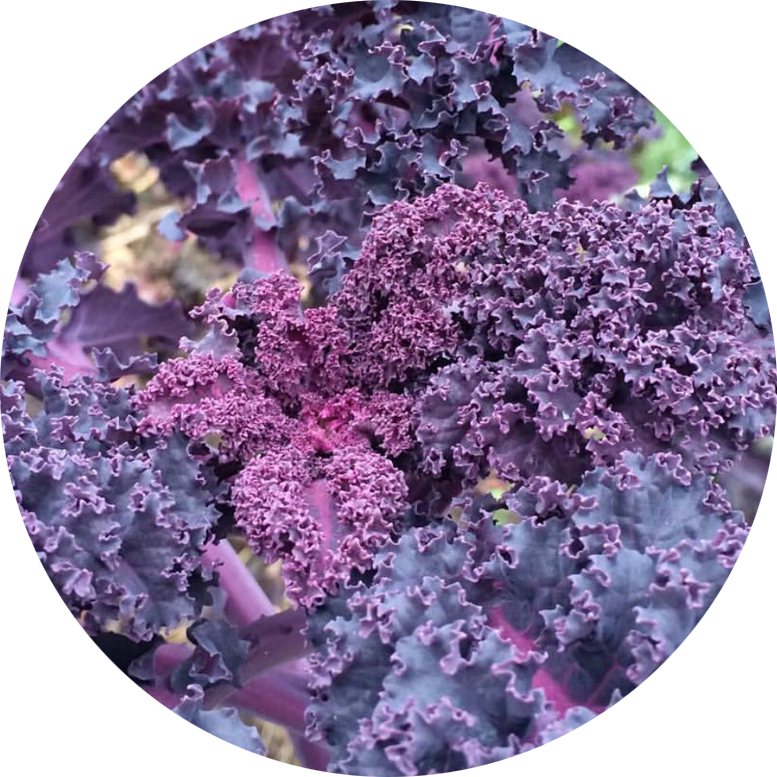 Zaden paarse boerenbool 'Scarlet'