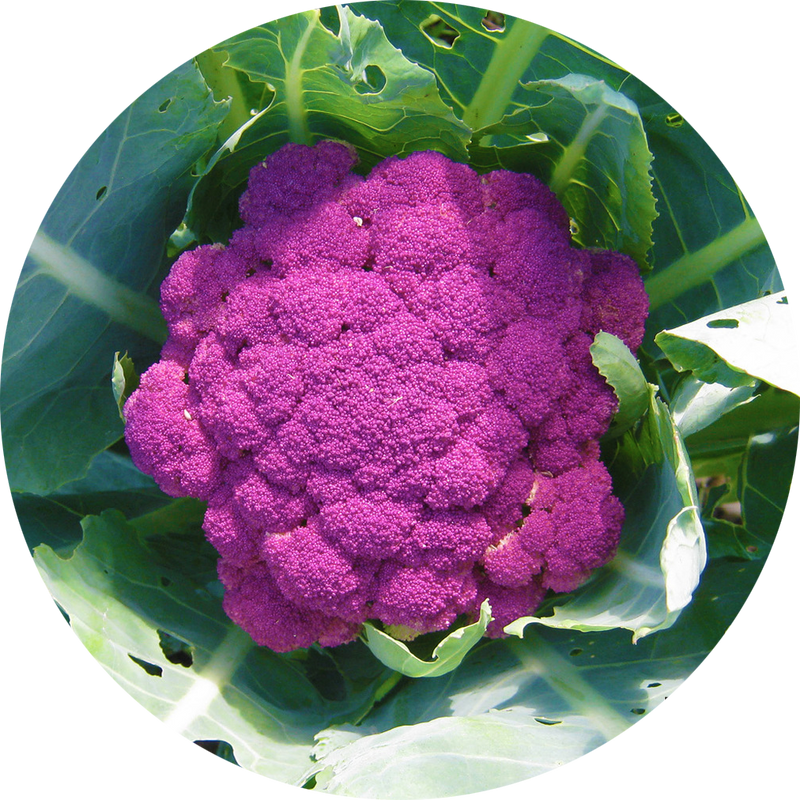 Zaden Paarse bloemkool 'purple of sicily'