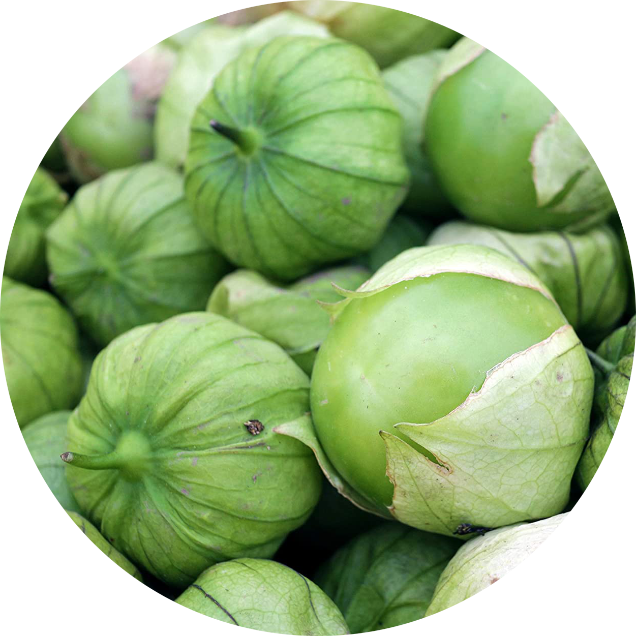 Zaden tomatillo 'Groene tomatillo' Kwekerij KWEEK