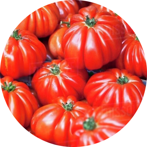 zaden costoluto genovese tomaat