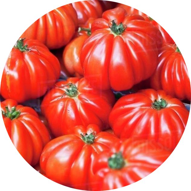 zaden costoluto genovese tomaat