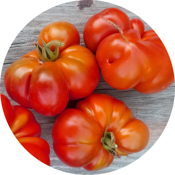 zaden pantano romanesco tomaat