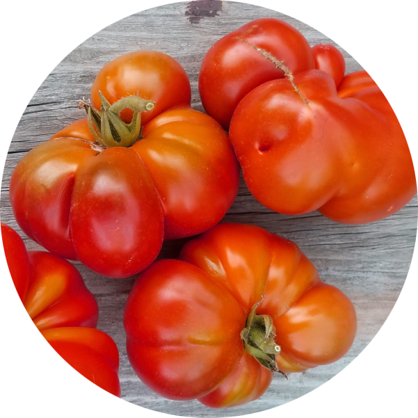 zaden pantano romanesco tomaat
