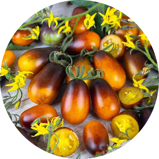 zaden tomaat indigo pear drops