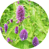 Zaden dropplant agastache foeniculum