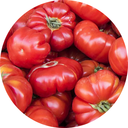 zaden marmande tomaat