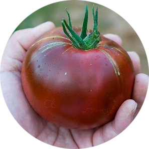 zaden tomaat black prince