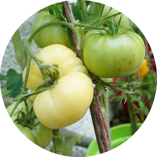 tomaat zaden white beauty