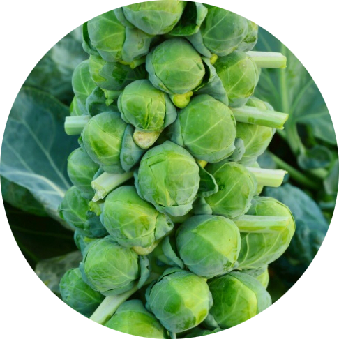 Zaden Brussels sprouts, spruitjes