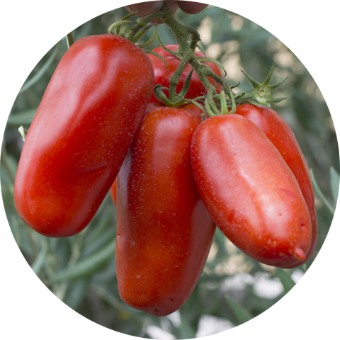 Zaden tomaat 'San Marzano'