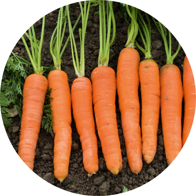 zaden wortel carrot berlikumer