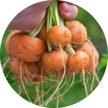zaden wortel carrot paris market